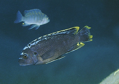 Maylandia sp. 'msobo' Pombo Rocks